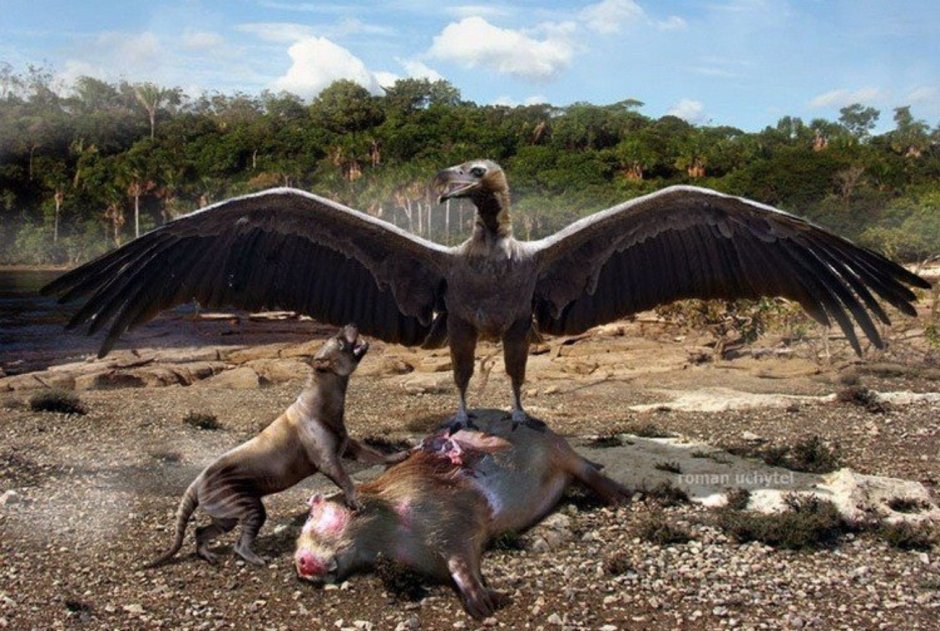 Аргентавис Магнифиценс