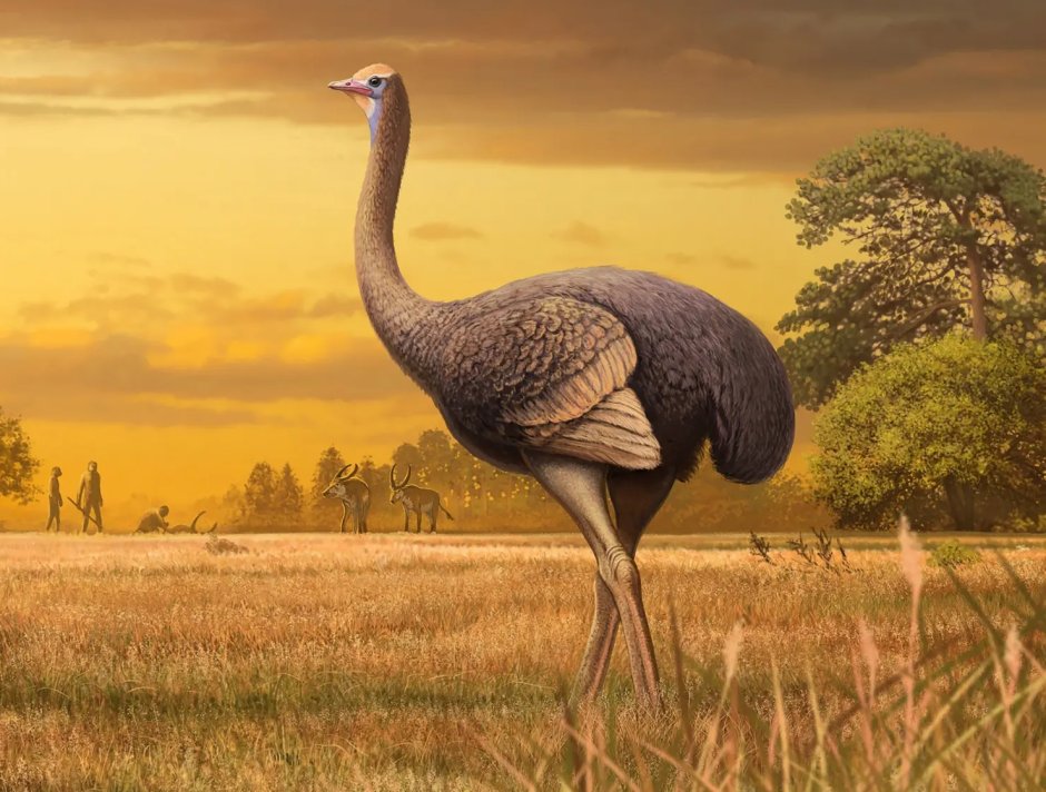 Кетцалькоатль Нортроп