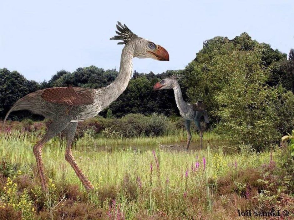 Dromaius baudinianus