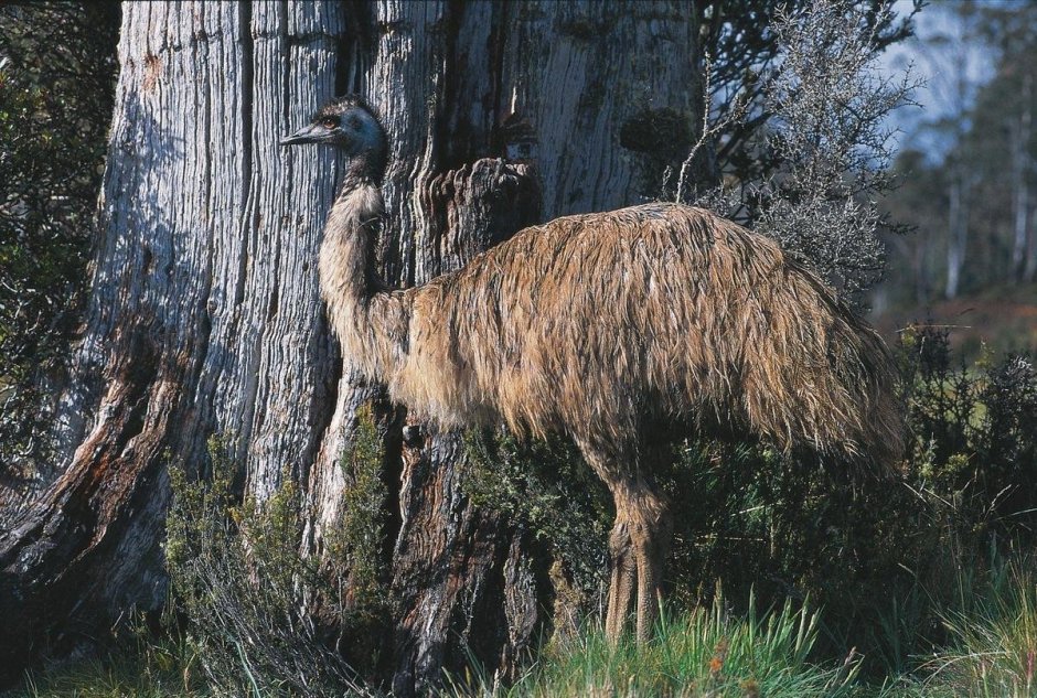 Птицы МОА из новой Зеландии