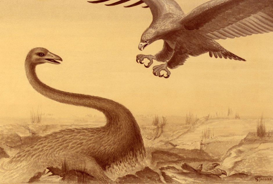 Гигантский голубь Дронт