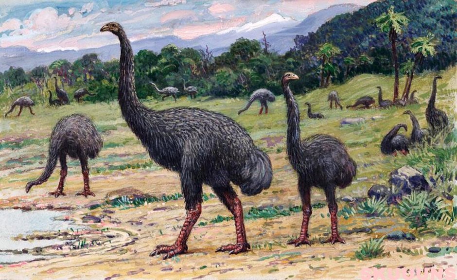 Фороракос АРК