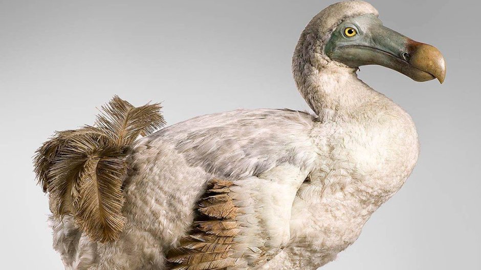 Новозеландская МОА