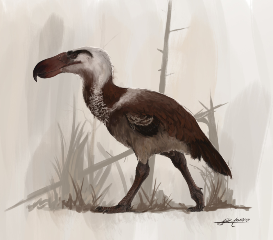 Птица МОА новая Зеландия