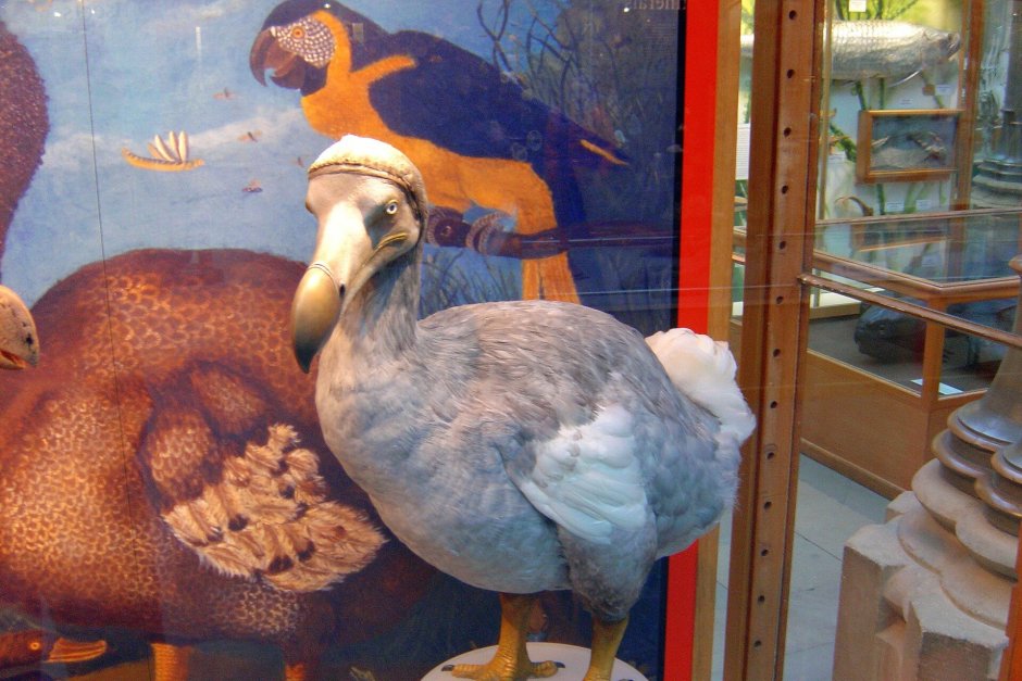 Яйца Додо дронта