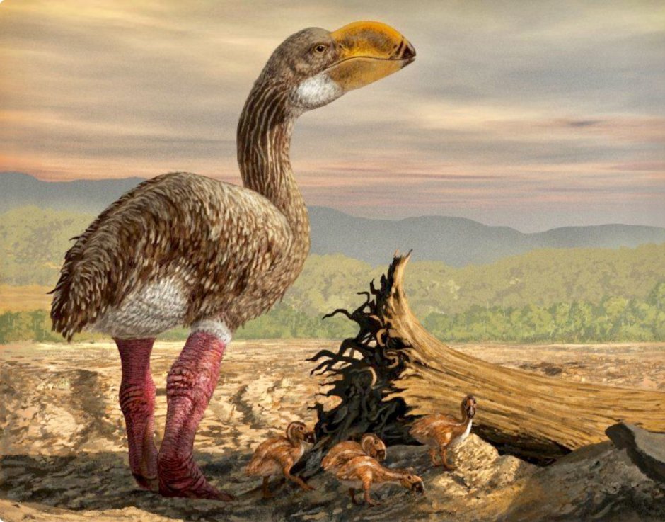 Орел Гарпия