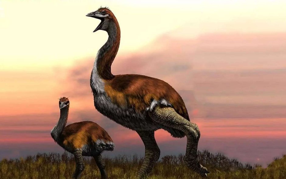 Орел Хааста скелет