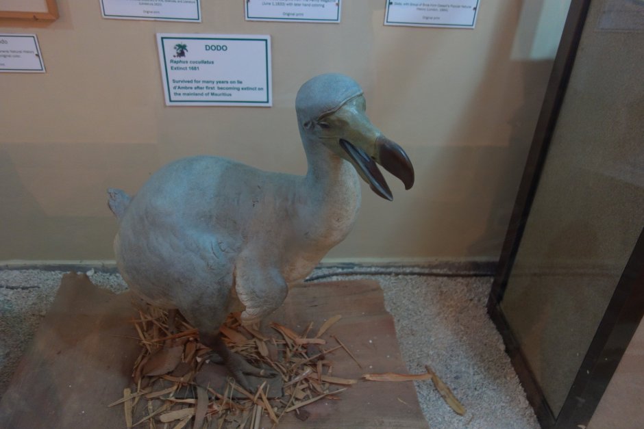 МОА вымершая птица