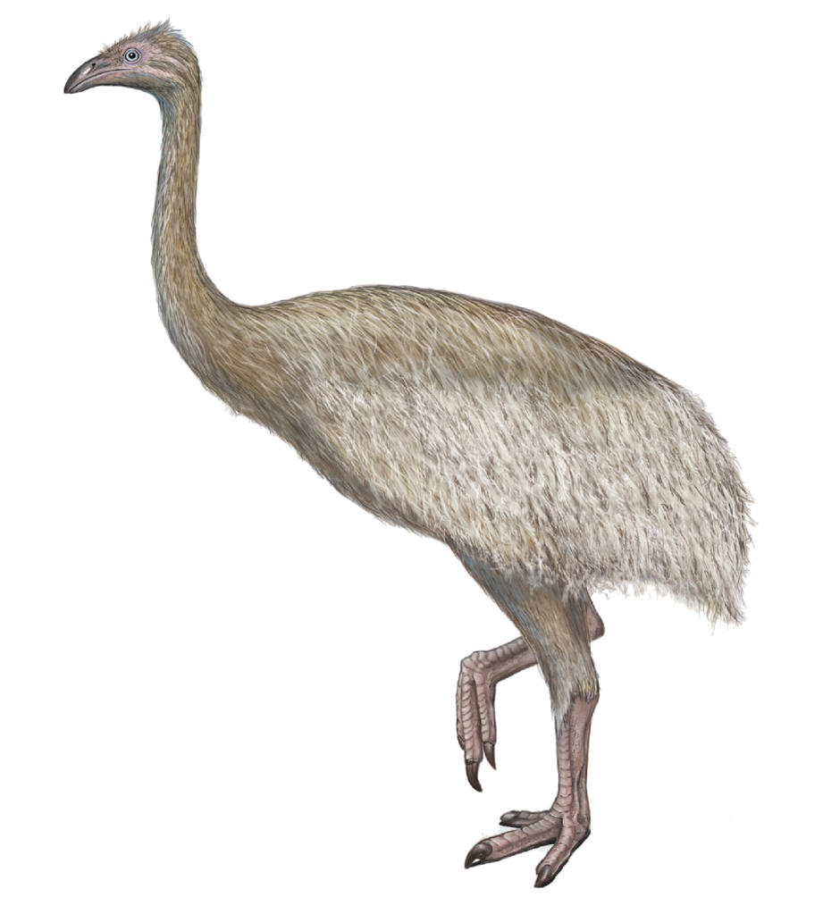 Эпиорнис Aepyornithidae