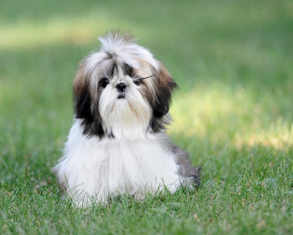 Ши-тцу (Shih Tzu