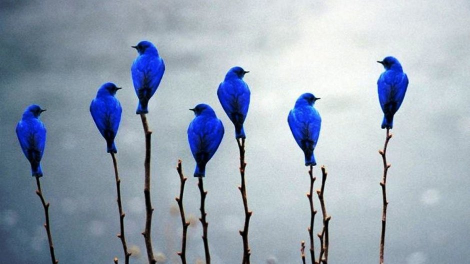 Black-faced Dacnis