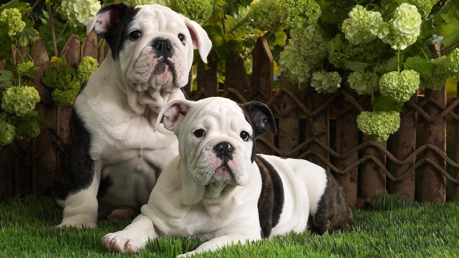 Доберман черный полностью