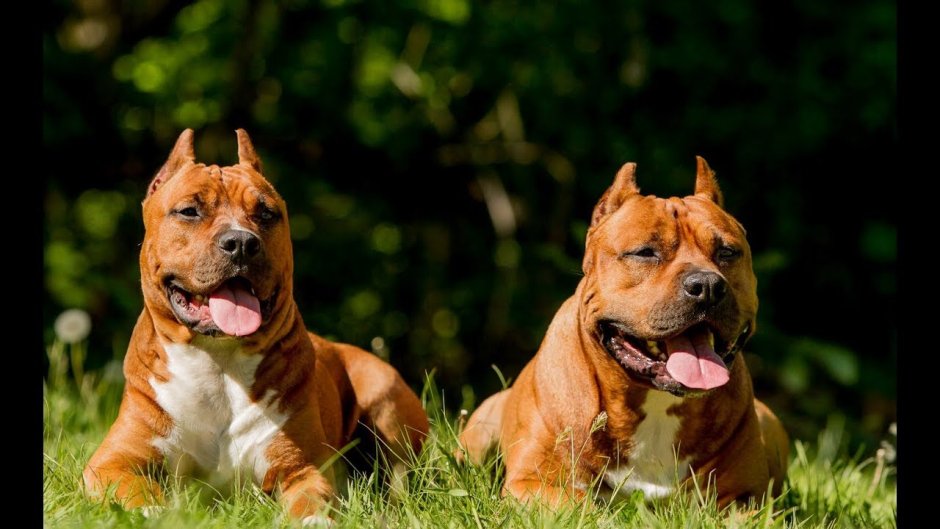 Американский пидбультерье