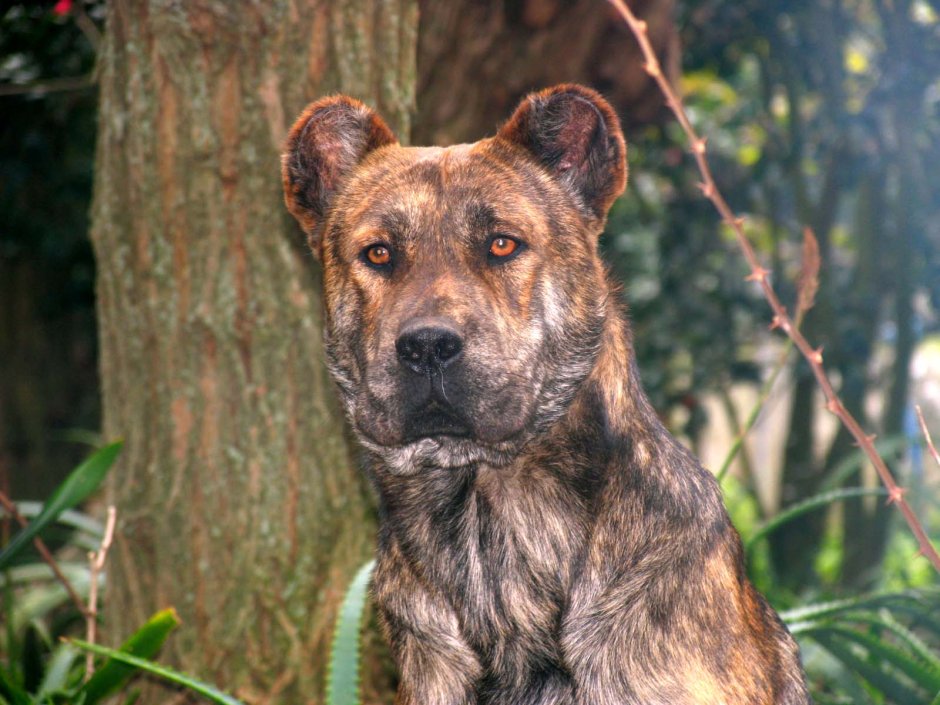 Мастиф vs Бульмастиф