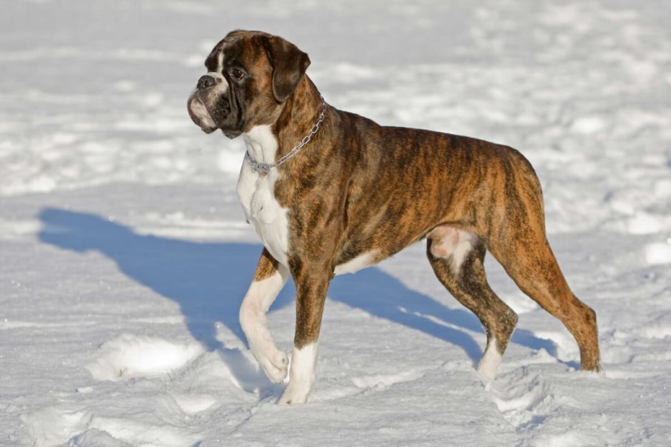 Однажды в Голливуде пёс