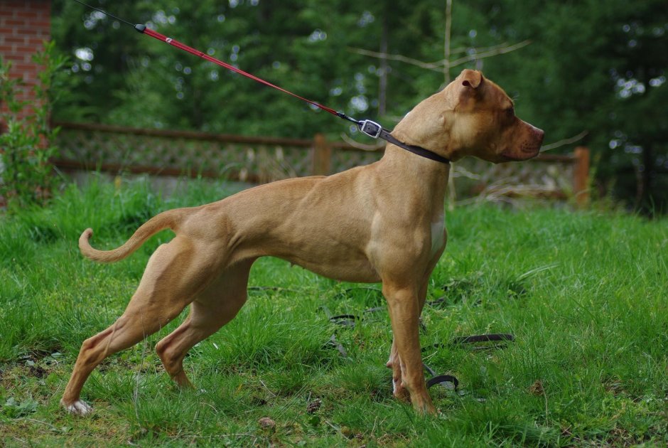 Бордосский дог Хуч