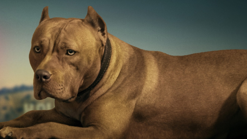 Аргентинский стаффордширский терьер