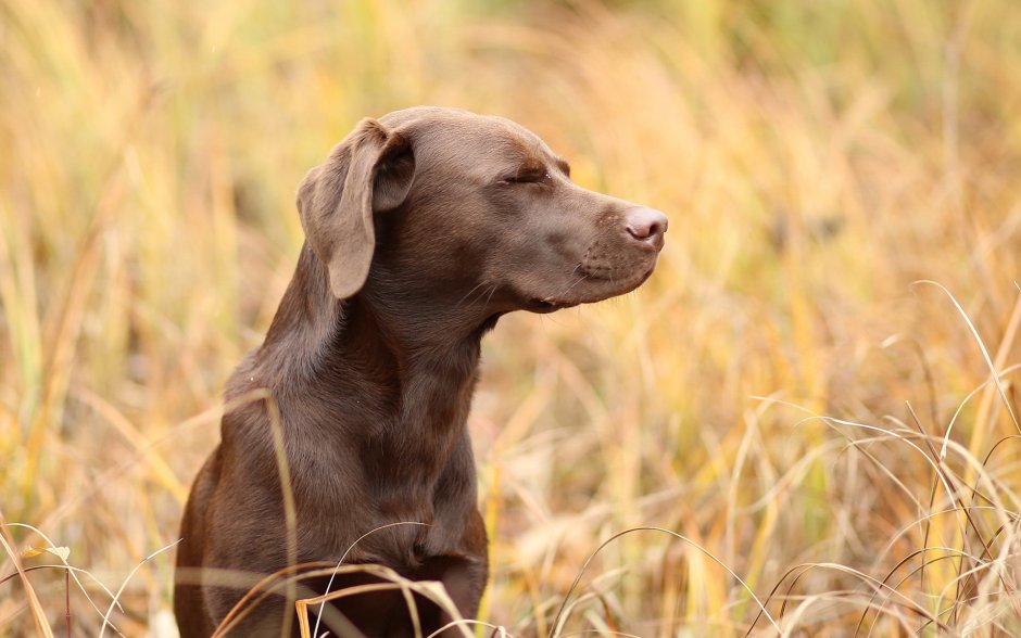 Бельгийская овчарка малинуа рабочая