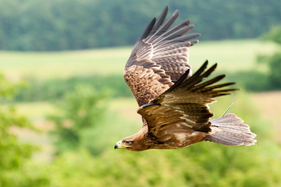Орёл-могильник, или могильник (Aquila heliaca)