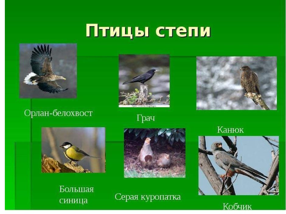 Птицы лесостепи