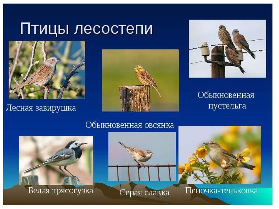 Птицы лесостепи