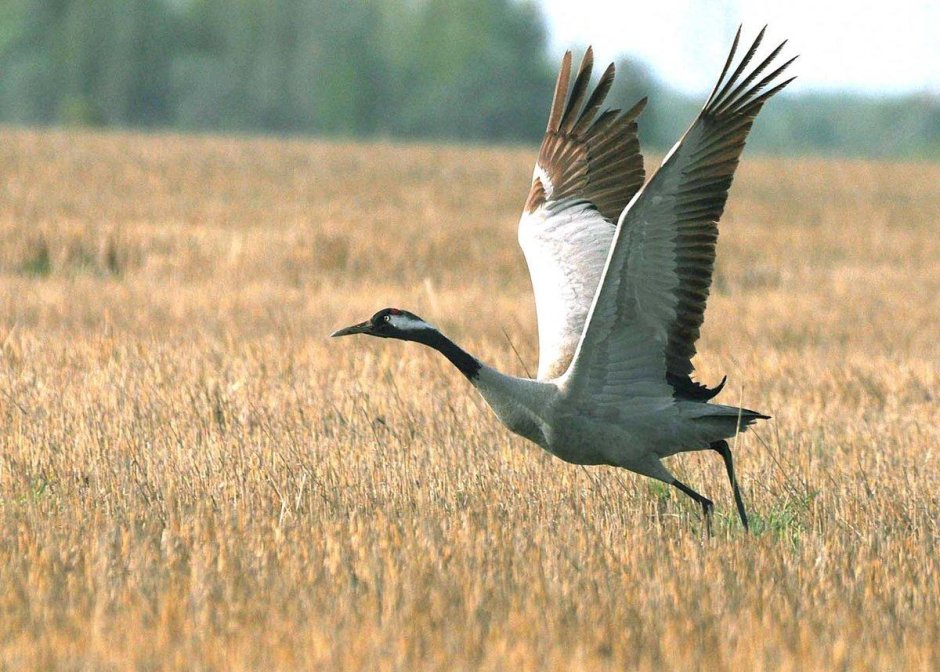 Степной орёл (Aquila nipalensis