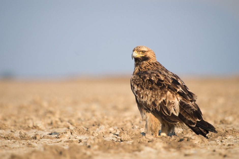 Большой подорлик Aquila clanga