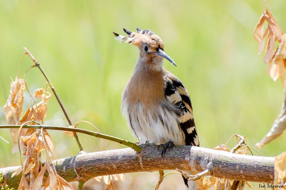 Степной орёл (Aquila nipalensis