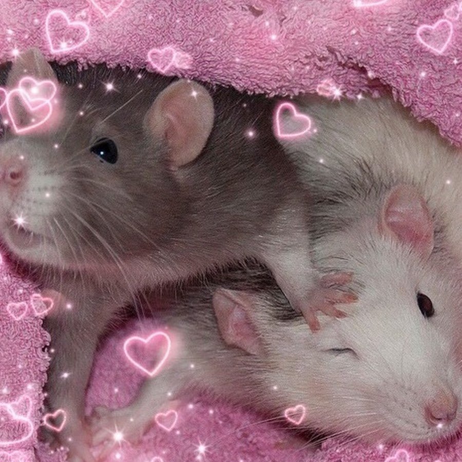 Декоративные крысы