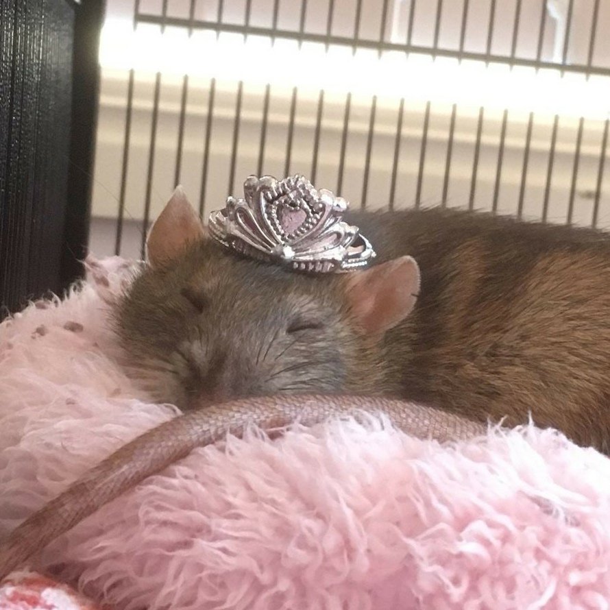 Мягкоиглая щетинистая крыса