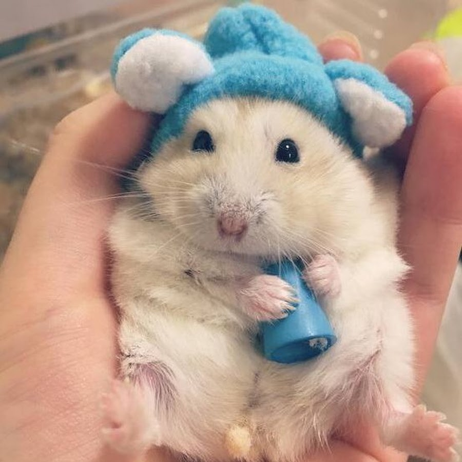 Крышу белую крыса белая