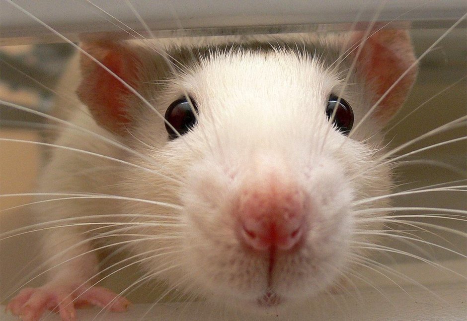 Милые крыски обнимаются