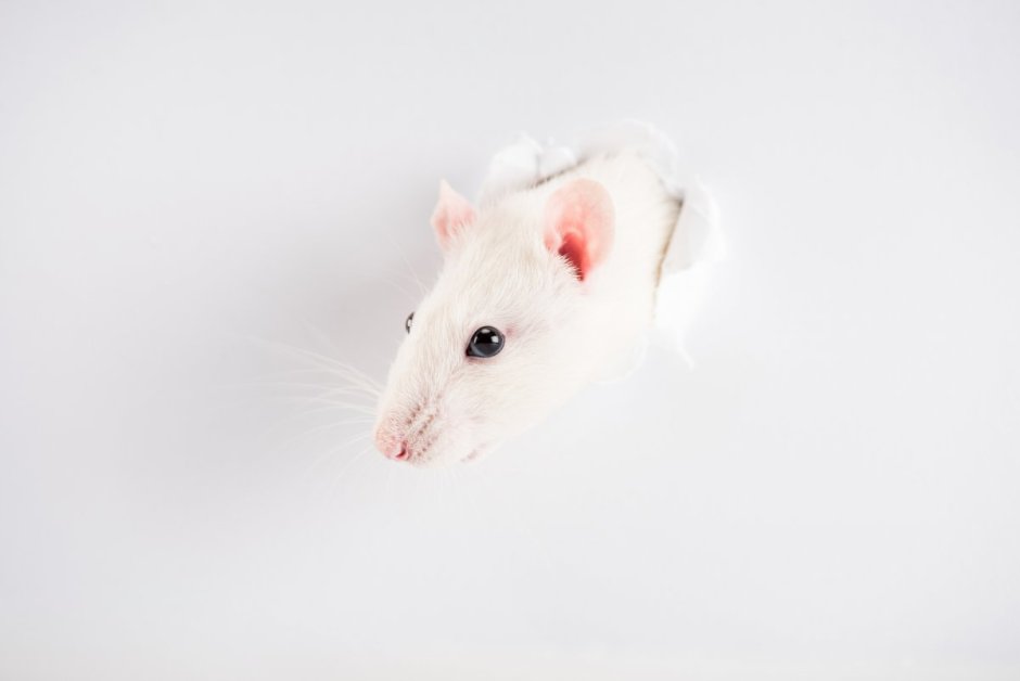 Белая мышь