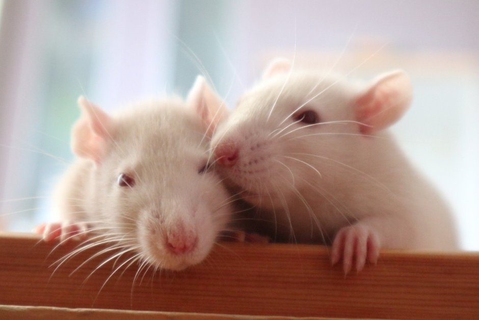 Красивая мышь