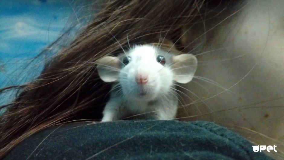 Крыса с короной