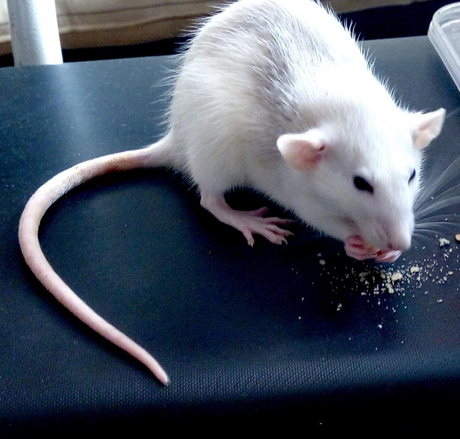 Обои с крысами