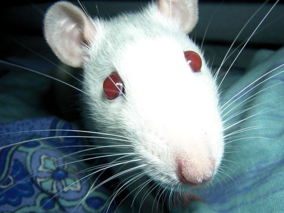 Крыса картина