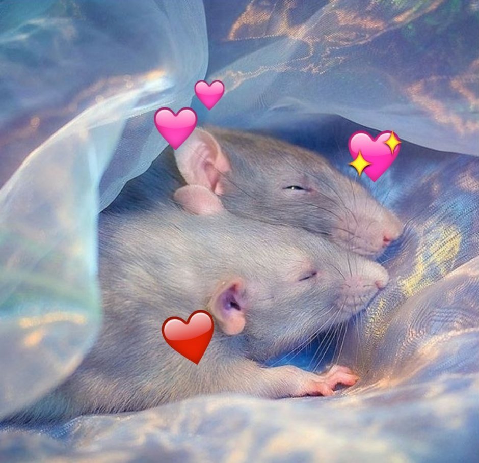 Голубая крыса