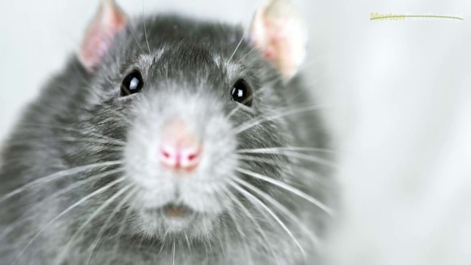 Крыса стоковое изображение