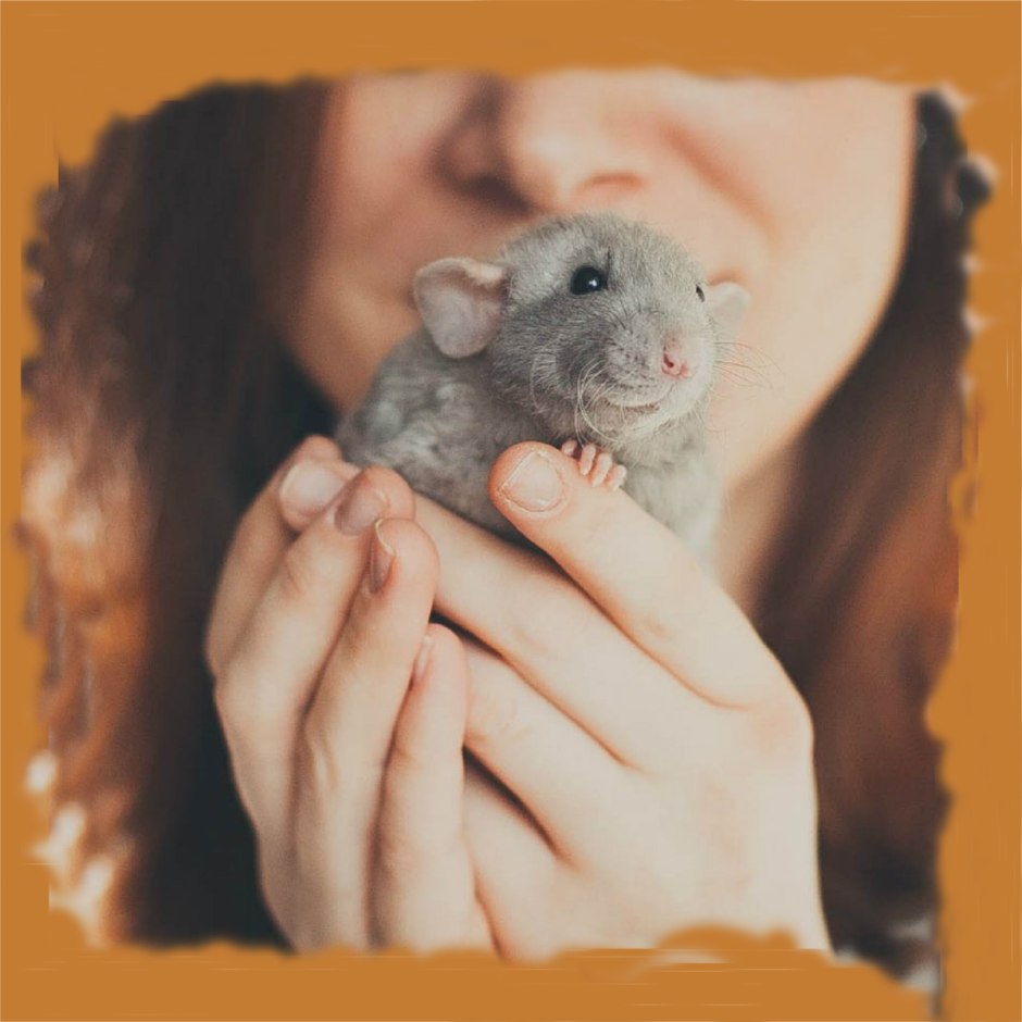 Крыса голубой стандарт