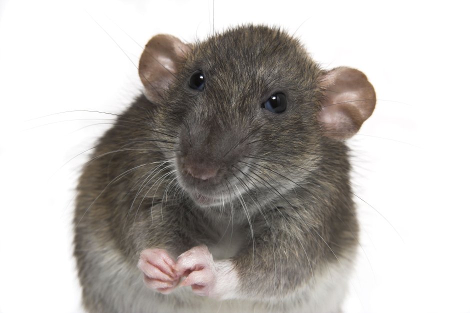 Крыса на рабочий стол