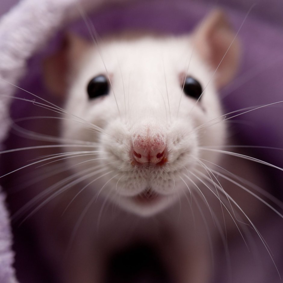 Крыса домашняя