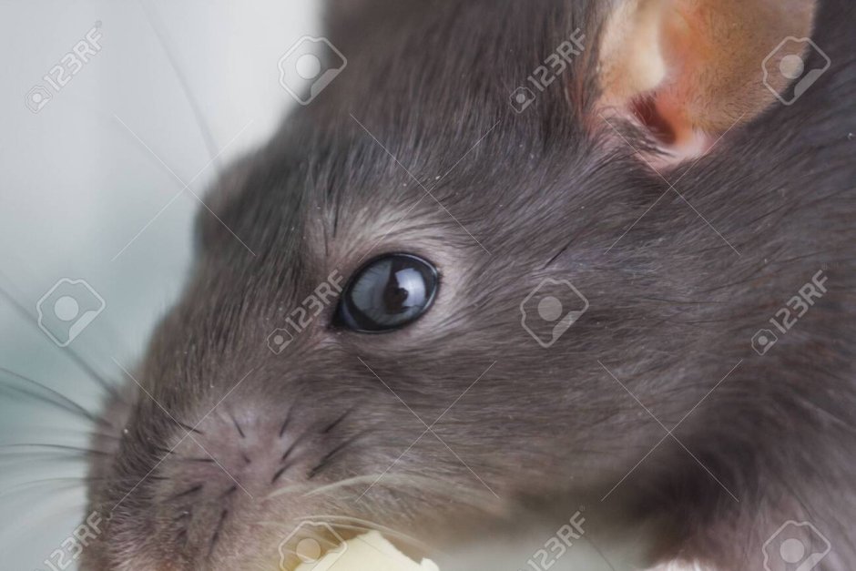 Умные крысы домашние