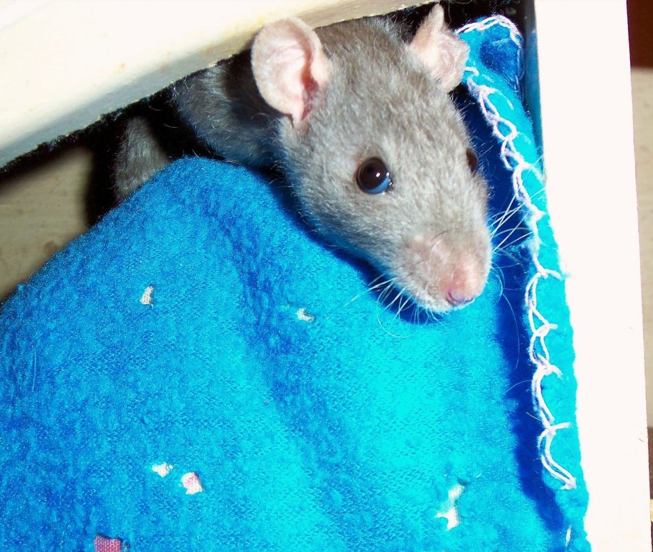 Голубая капюшоновая крыса