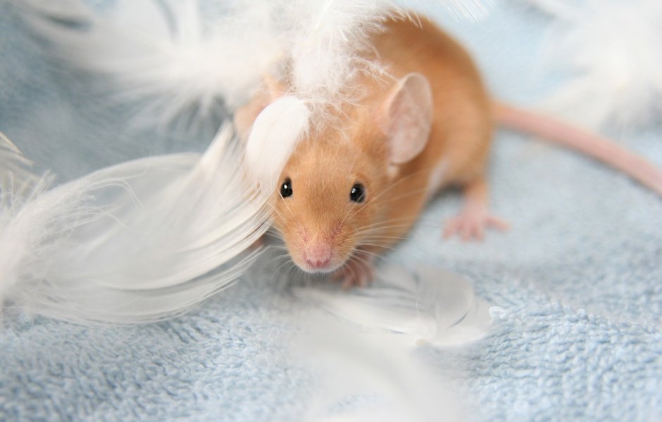 Крыса выглядывает из за угла