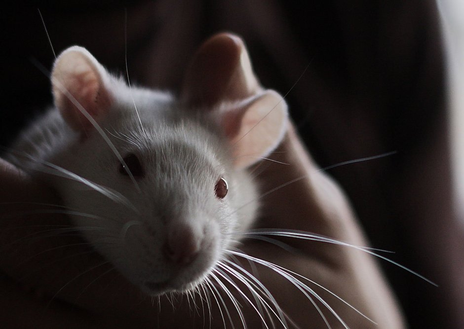 Сатиновая крыса Дамбо