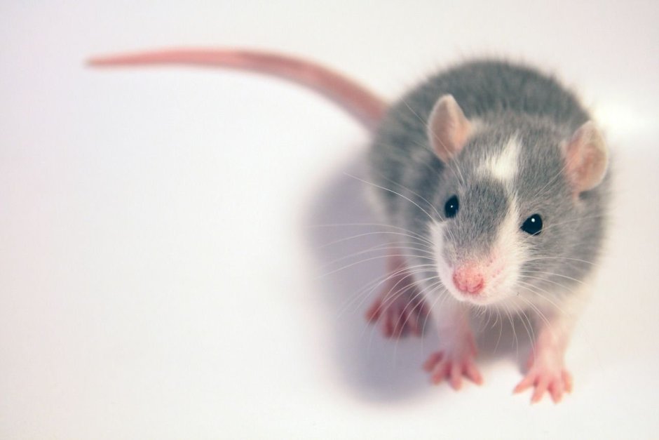 Крыса выглядывает