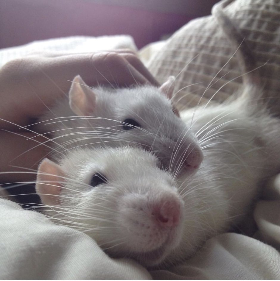 Крыса породы стандарт