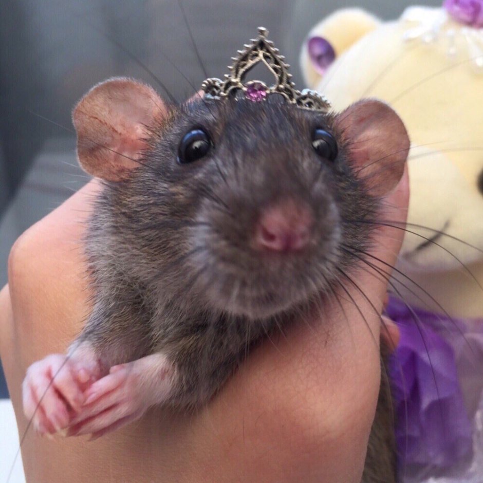 Белая крыса