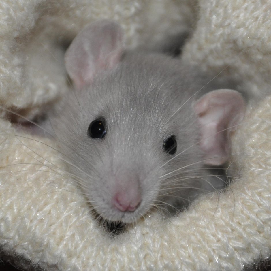 Смешные мышки